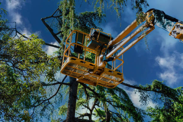 How Our Tree Care Process Works  in  Holiday Island, AR