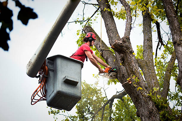 Landscape Design and Installation in Holiday Island, AR